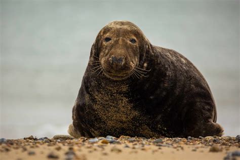 Gray Seal Facts (Halichoerus grypus)