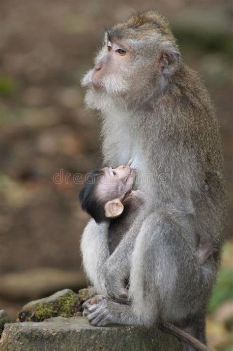 Makak Monkey In Temple Of Bali, Indonesia Stock Photo - Image of ...