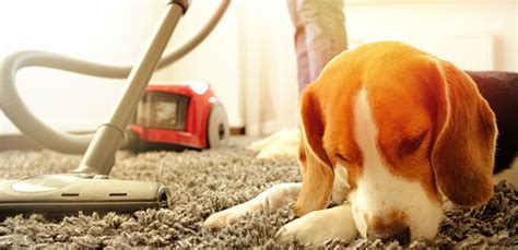 Why Are Dogs Scared of Vacuums? | My Pet Needs That