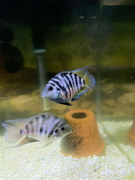 Polar Blue Parrot Cichlid Breeding Pair High Quality Colorful(qty2 ...