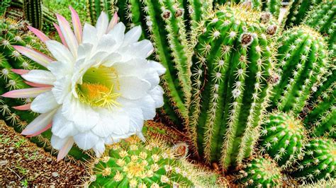 Pin by Natural Lifestyle on Cactus | Cactus plants, Plants, Cactus types