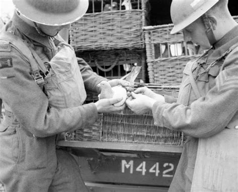 30 Surreal Historical Photos Of Military Animals In Action