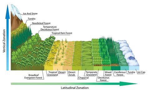 Biome Examples