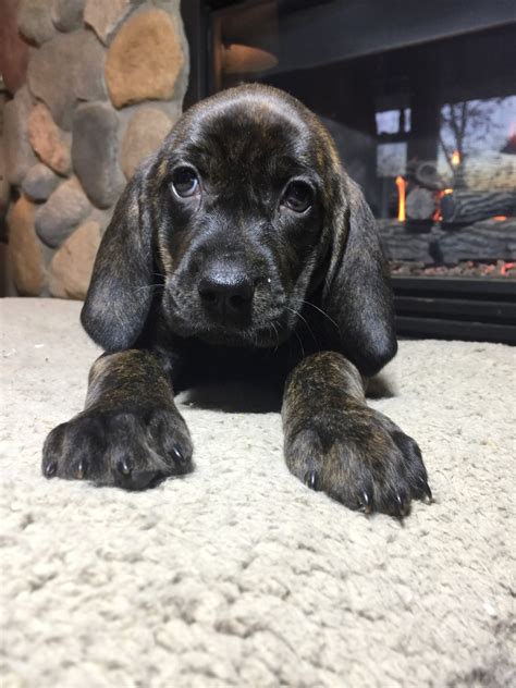 Plott Hound Puppies Sale | Knowlton, WI #3558 | Hoobly.US