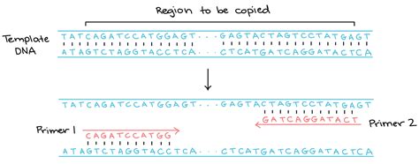 Recombinant DNA | Biological Principles