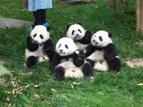 Pandas around China