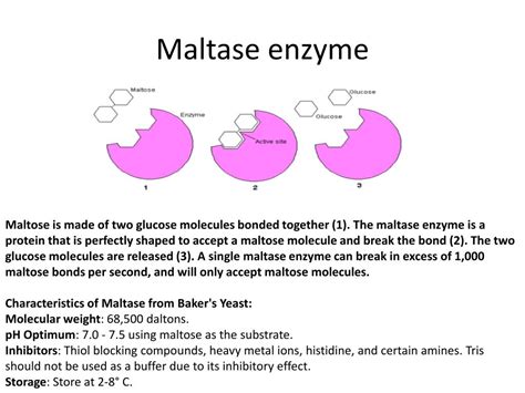 Maltase Enzymes Benefits at Wilfred Hill blog