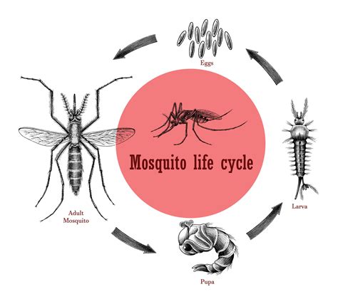 Mosquito Life Cycle Clipart