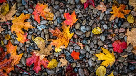 Download Maple Leaf Fall Stone Nature Leaf HD Wallpaper