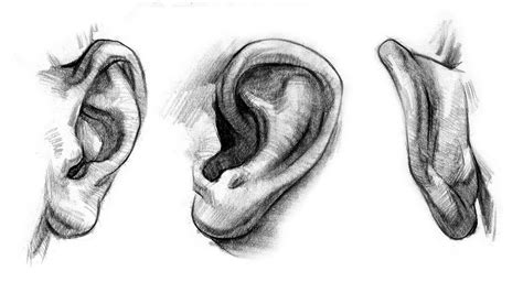 How to Draw Ears - Anatomy and Structure - YouTube