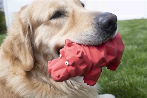 Top Reasons Why Your Dog Loves Squeaky Toys | Multipet