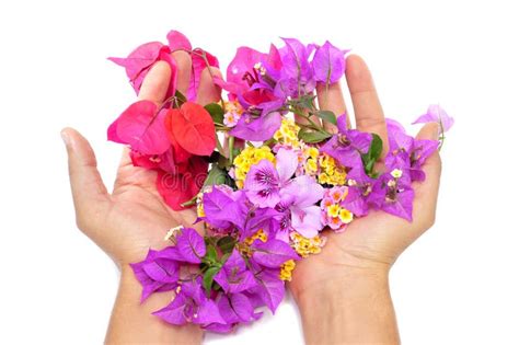 Hands full of flowers stock image. Image of seasonal - 20228473