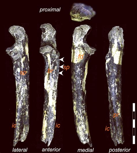 New Fossils of Australopithecus afarensis Found in Kenya | Sci.News