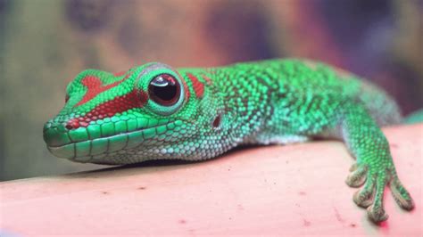 Giant Day Gecko Wallpapers - Wallpaper Cave