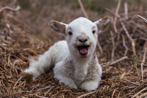 The Cutest Baby Animals Born During the Pandemic | Reader's Digest