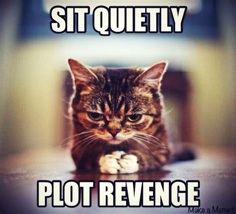 Sit quietly and plot revenge. Cute revenge cat. | Funny cat pictures ...