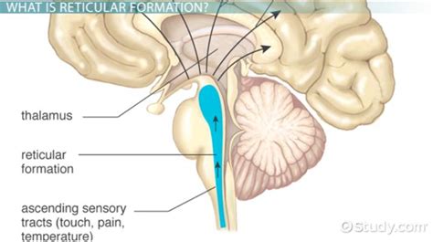 Reticular Formation | Function & Location - Lesson | Study.com