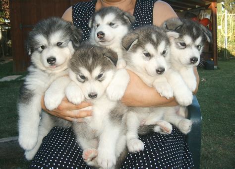 Cute Alaskan Malamute Puppies - Puppy Dog Gallery