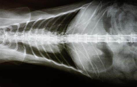 Cat X-ray, Dorsal View Of Spine Photograph by Richard J. Green | Fine ...