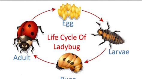 Life Cycle Of A Ladybug For Kids