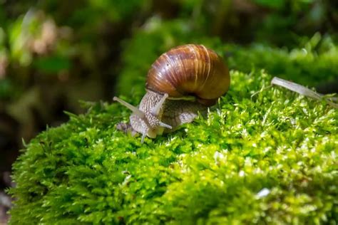 Do Snails Poop? (And What Their Poop Looks Like)