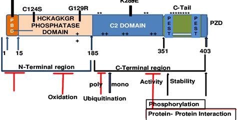 Structure of PTEN: | Download Scientific Diagram