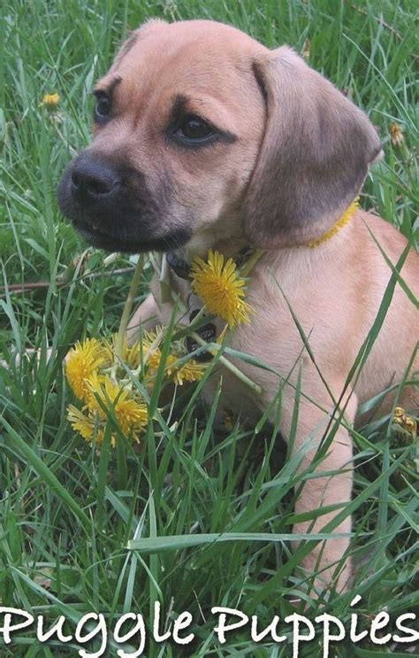 The Puggle - A Pug Beagle Mix #beaglestips | Pug beagle mix, Pug beagle ...