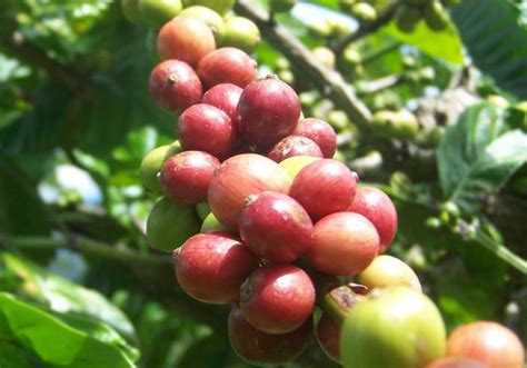 Kopi Robusta - Ensiklopedi Jurnal Bumi