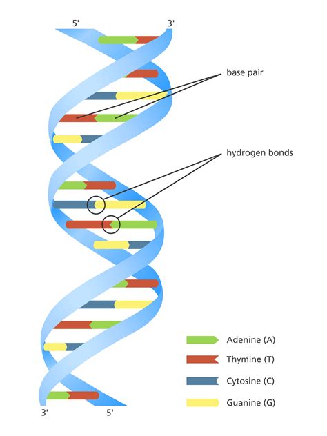 Can essential oils repair DNA? (the short answer is "no") - Tisserand ...