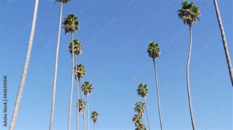 Palms in Los Angeles, California, USA. Summertime aesthetic of Santa ...