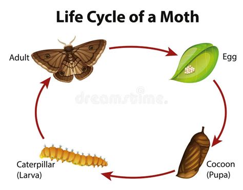 Diagram Showing Life Cycle of Moth Stock Vector - Illustration of ...