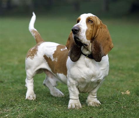 Basset Hound | Breed, Care, Upkeep, Temperament, Images, & Facts ...