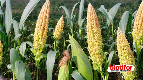 15 Jenis Tanaman Jagung Cepat Panen dan Cara Menanamnya