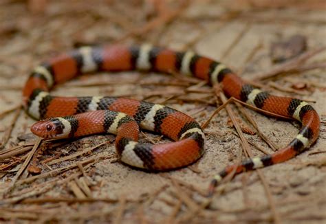 Scarlet Kingsnake | South Carolina Partners in Amphibian and Reptile ...