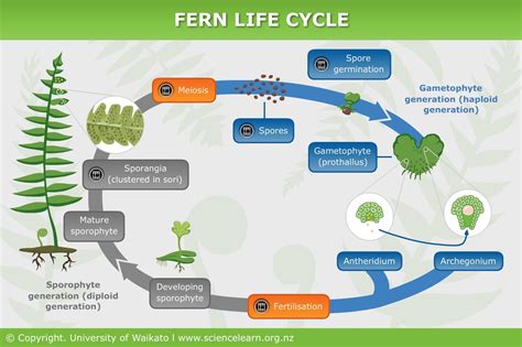 Fern life cycle — Science Learning Hub