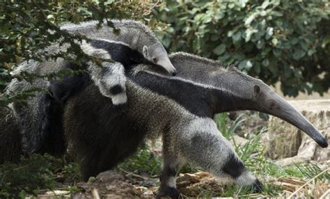 15 Facts About Anteaters You Probably Didn't Know - Facts.net