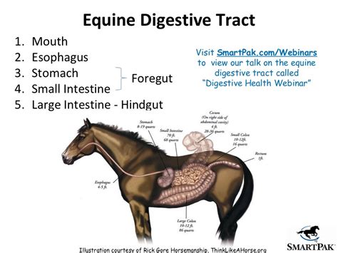 Colic Prevention: Proven tips to help reduce your horse's risk