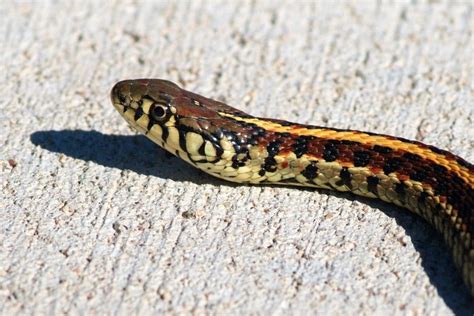 Garter Snake | Kansas Wetlands Education Center | Scott Schmidt | Flickr