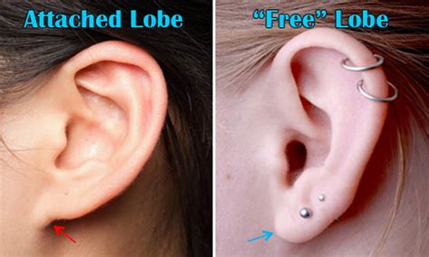 ear lobes – Outlander Anatomy