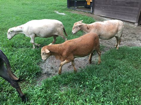 Katahdin Sheep - Brown Barn Farm