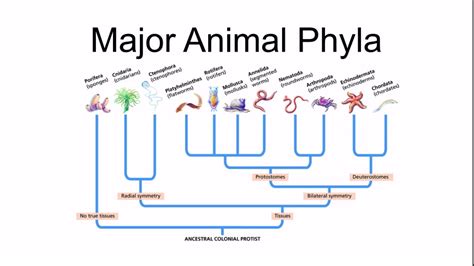 Major Animal Phyla - YouTube