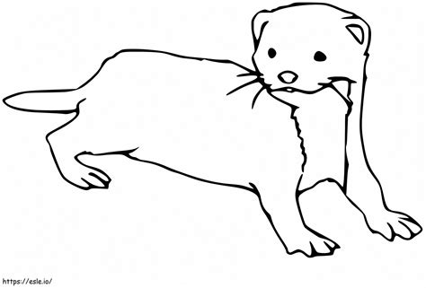 Ferret 12 coloring page