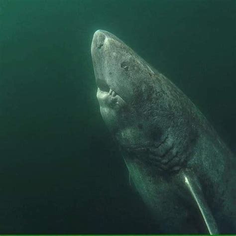 A 392 year old Greenland Shark in the Arctic Ocean, wandering the ocean ...