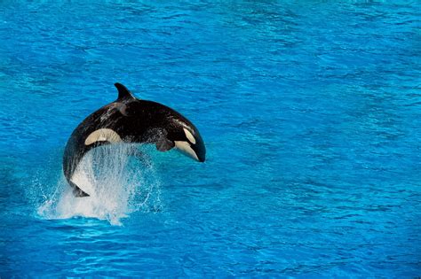 Wild Orca Wallpaper