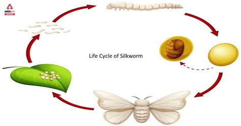 Silk Moth Life Cycle