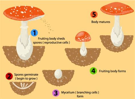 Mushroom Spore Prints