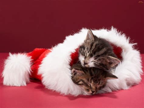 Funny Cat Christmas Wallpaper - WallpaperSafari