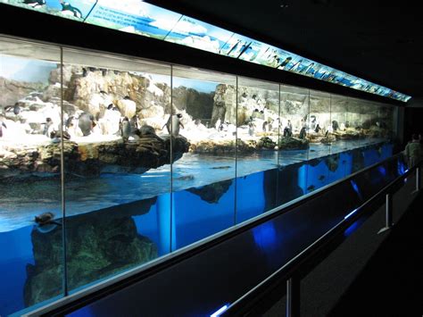 Penguin Encounter - Penguin Exhibit | Public aquarium, Aquarium design ...