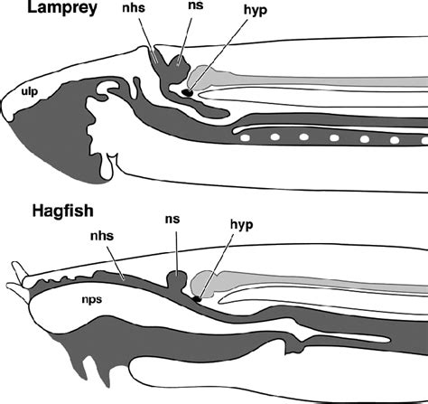 Comparative anatomy of the adult lamprey and hagfish. In the lamprey ...