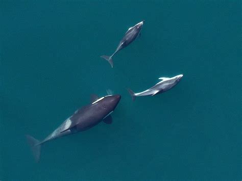 Bottlenose Dolphin Prey